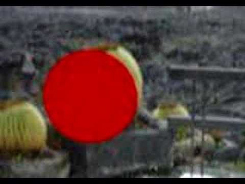 Fundacin Cesar Manrique - Lanzarote - Video red point cactus 2006 - Bosslet