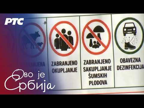 Borba protiv širenja afričke kuge | Ovo je Srbija