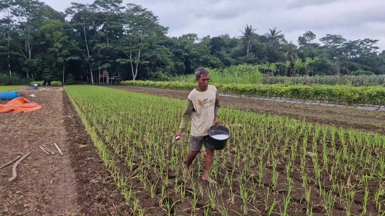 AMAZING TECHNIQUE! HOW FARMERS MAKE RICE SEEDLINGS GROW FASTER - Agriculture Farming