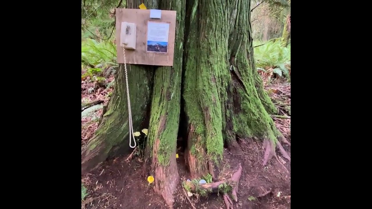 Telephone Of The Wind Priest Point Park Olympia WA Wind Telephone
