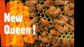 Installing a new QUEEN BEE