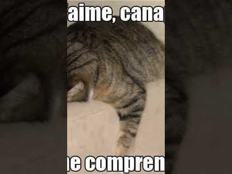 j'aime le canapé#catmemes