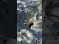 This might have been a bad idea #badidea #lost #dog #outdoors #snow #snowfall #outside