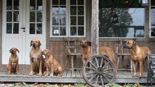 Living With Rhodesian Ridgeback