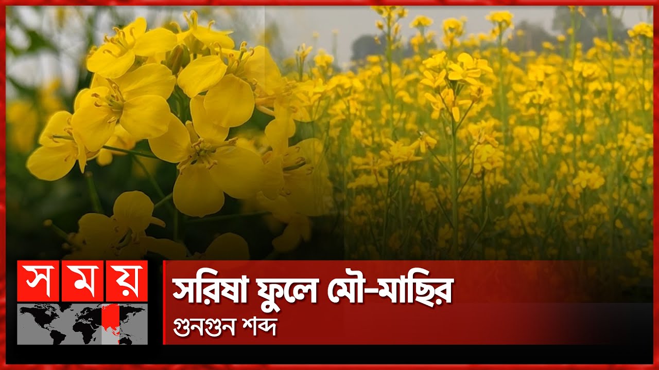 বিস্তীর্ণ সবুজের মাঝে হলুদ গালিচা Mustard Field Hili Mustard Hili