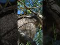 Juvenile California Ground Squirrel in a Tree