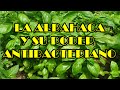 Albahaca Y Su Poder Antibacteriano, Planta Albahaca
