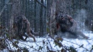 I Found a DOGMAN Torn Apart in the Boston Mountains. Something Terrifying Out There Is Killing Them screenshot 3