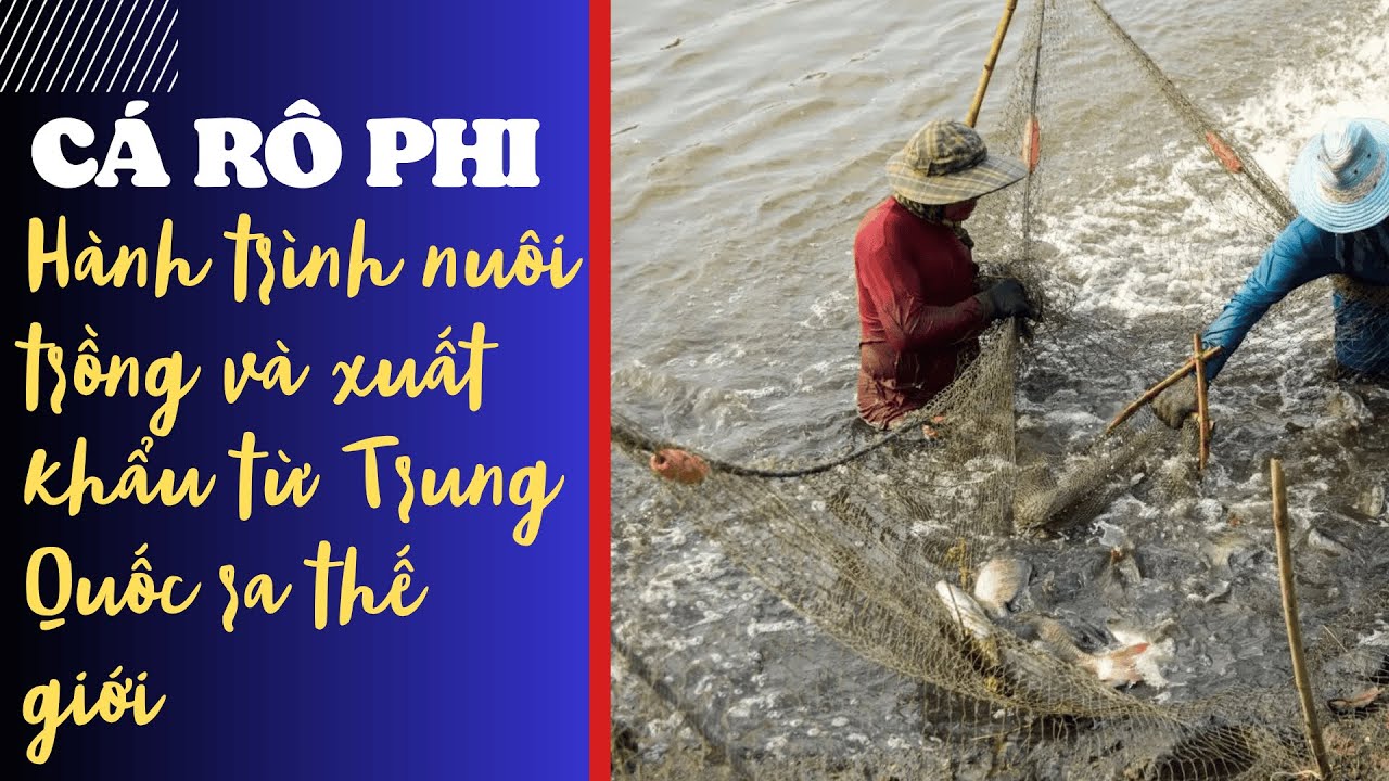 Cá rô phi – Hành trình nuôi trồng và xuất khẩu từ Trung Quốc ra thế giới