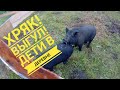 Хряк 🐖! Выгул для вьетнамских свиней! Помогают дети!