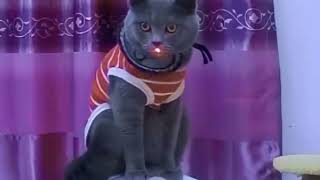 Laser games gone wrong – the slap of justice 😂🐱 screenshot 3