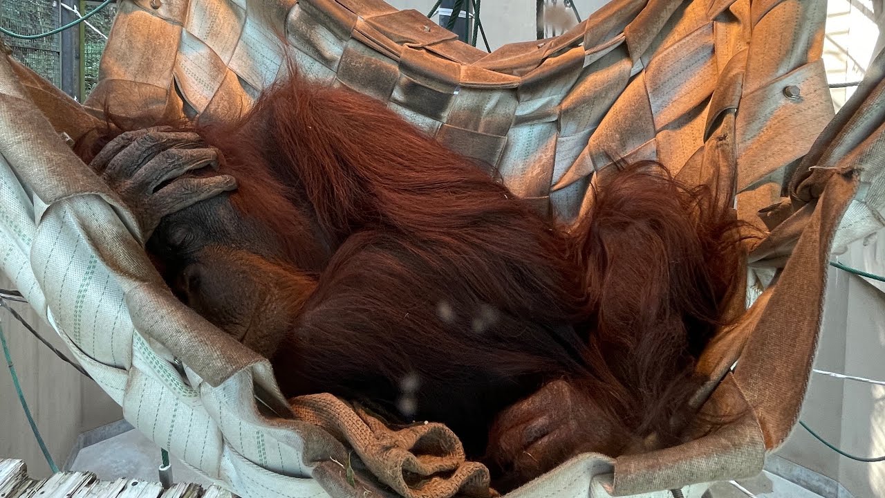 Visiting Fukuoka Zoo for the first time seeing Tiger and giraffes 