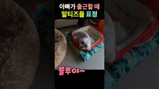 아빠가 출근할 때 말티즈들 반응 #Shorts