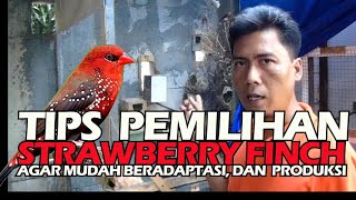 TIPS PEMILIHAN STRAWBERRY FINCH DI OMBYOKAN, AGAR CEPAT BERADAPTASI DAN PRODUKSI