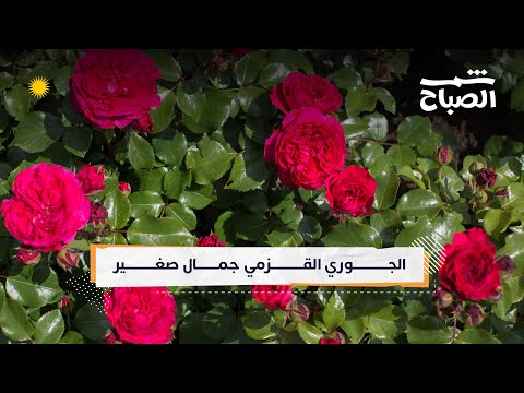 الجوري القزمي جمال مصغ ر يزي ن كل زاوية 