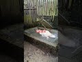 entok lokal #peternaksejahtera #duck #muscovyduck