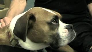 Full Paws for Tales at the Library Update