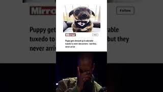 puppy