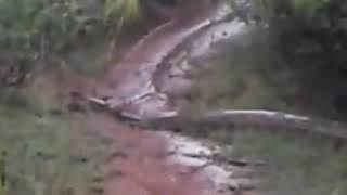 Anaconda Size Python In Thirunelveli.