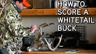 How To Quickly Green Score Your Whitetail Buck!
