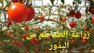 زراعة الطماطم من البذور |الجزء الثاني-تجهيز التربة ونقل البذور| زراعة الطماطم خطوة خطوة عائلة_حازم