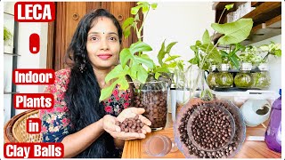 LECA Clay Balls What is it How to use it with Plants Achu s Lifestyle