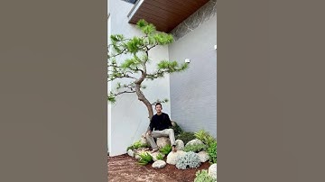 THI CÔNG CẢNH QUAN SÂN VƯỜN BIỆT THỰ - L/HỆ: MR.TÙNG #thicongcanhquan #thietkecanhquansanvuon