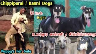 கன்னி / சிப்பிப்பாறை Biggest Native Dog Kennel | puppy