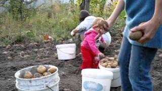 2011, Sep 13 - Almaty, Kazakhstan - Elizabeth is helping to pick potatoes at the dacha.