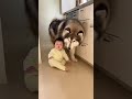 【危機一髪】熱い鍋に近づく赤ちゃんをマラミュートが完全ブロック😭🐕 #shorts #赤ちゃん #犬 #守護犬
