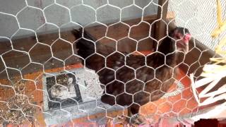 gallina hatch