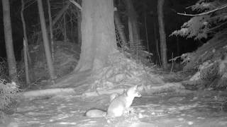Gray Fox Missing Mate