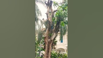 big tree cutting skills technique #shortvideo #chainsaw #treecutting