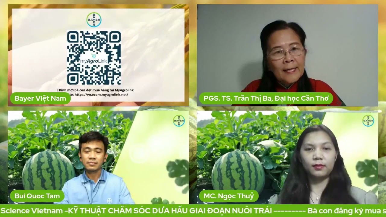 KỸ THUẬT CHĂM SÓC DƯA HẤU GIAI ĐOẠN NUÔI TRÁI