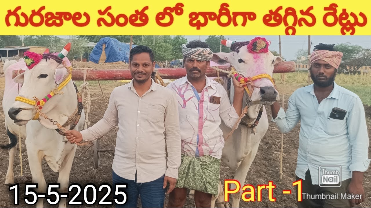 #ఎద్దులు రేట్లు  market in india, Andhra pradesh #gurazala_santha #గురజాలసంత