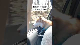 Pomsky vs Husky | Can you tell the difference? 🐕🚗😂 #husky #dog #shorts #funny #reels #foryou Pomsky vs Husky | Can you tell the difference? 🐕🚗😂 #husky #dog #shorts #funny #reels #foryou
