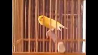 Suara Burung Kenari Lokal Juara Nasional