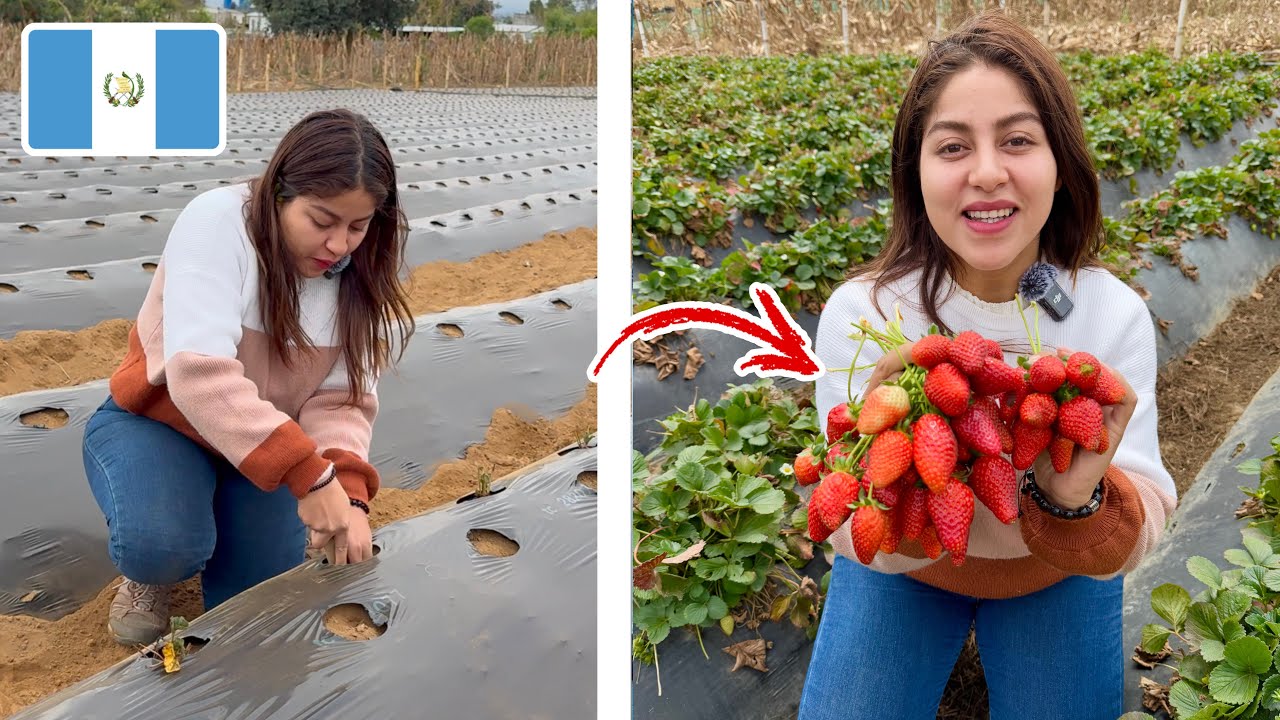 Así se PRODUCEN LAS FRESAS en GUATEMALA 🇬🇹 SANTA CRUZ BALANYÁ | 4K | Celinaz 🇸🇻