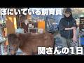 【密着】ぽにいているの飼育員、関さんの1日