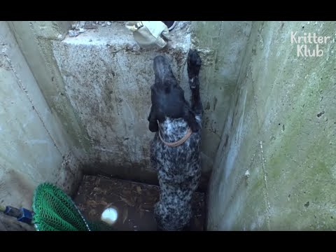 black dog names Dog Inside Drain Has Multiple Bullet Wounds (Part 2) | Kritter Klub