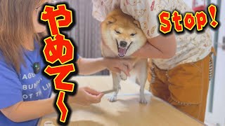 [Caution screaming! ] The night when Shiba Inu, who was scolded for stealing snacks, saw hell...