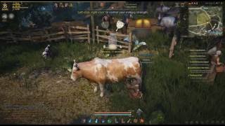 Black Desert Online Cow Milking Mini Game MMORPG