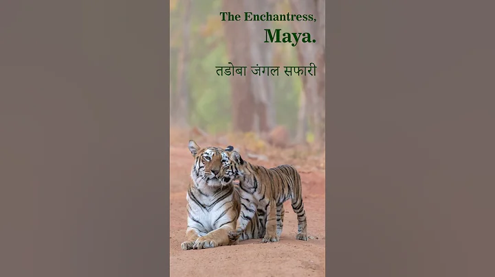 Tadoba Nation Park || Tadoba Tiger Reserve || Tadoba Maya