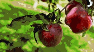 Girls Pretty Dress Dress ~ Do your best now! but Minefont + bonus Zunpets