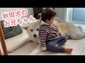 小さな弟を、大きな身体と心で見守る秋田犬さん♡