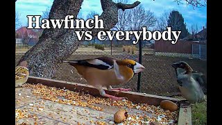 Hawfinch picks a fight with everybody