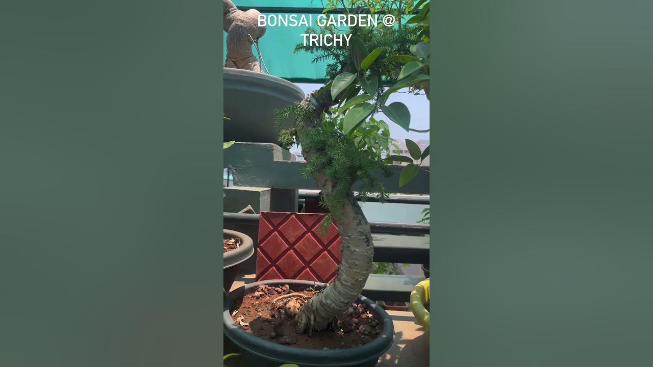 Best bonsai exclusive nursery garden trichy bonsai viral trending 