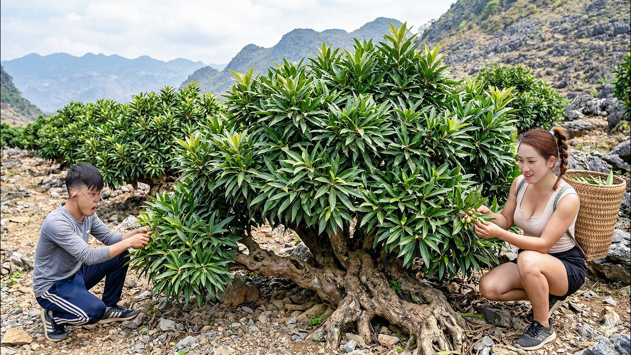 Harvesting Rare Wild Mountain Plant to Sell | SHOCKING Discovery Worth a Fortune