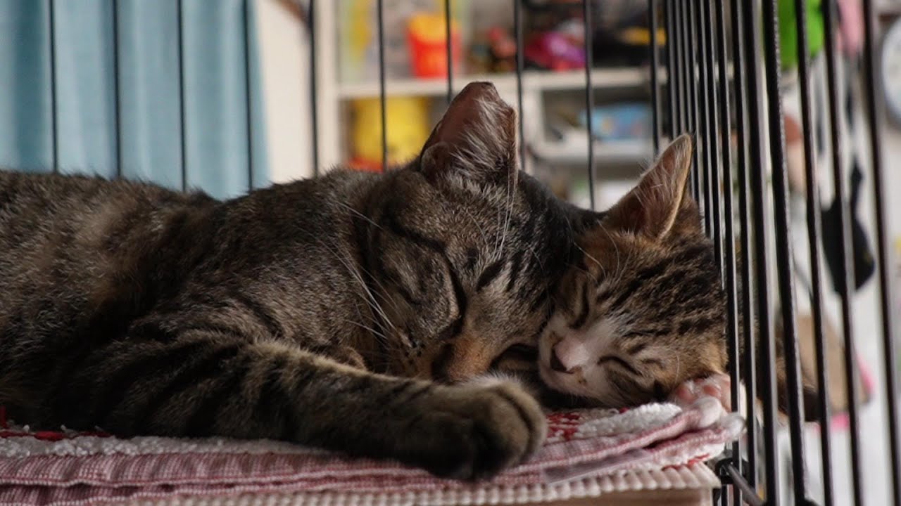 まるで親子 仲良くくっついて寝る猫が可愛すぎる エンタメウィーク