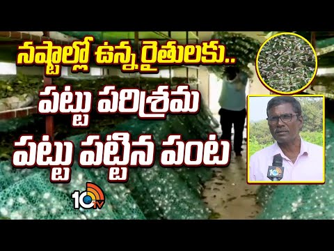 నష్టాల్లో ఉన్న రైతులకు.. పట్టు పరిశ్రమ పట్టు పట్టిన పంట | Profits In Sericulture | 10TV News - 10TVNEWSTELUGU